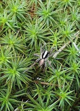 Image of Burnt wolf spider