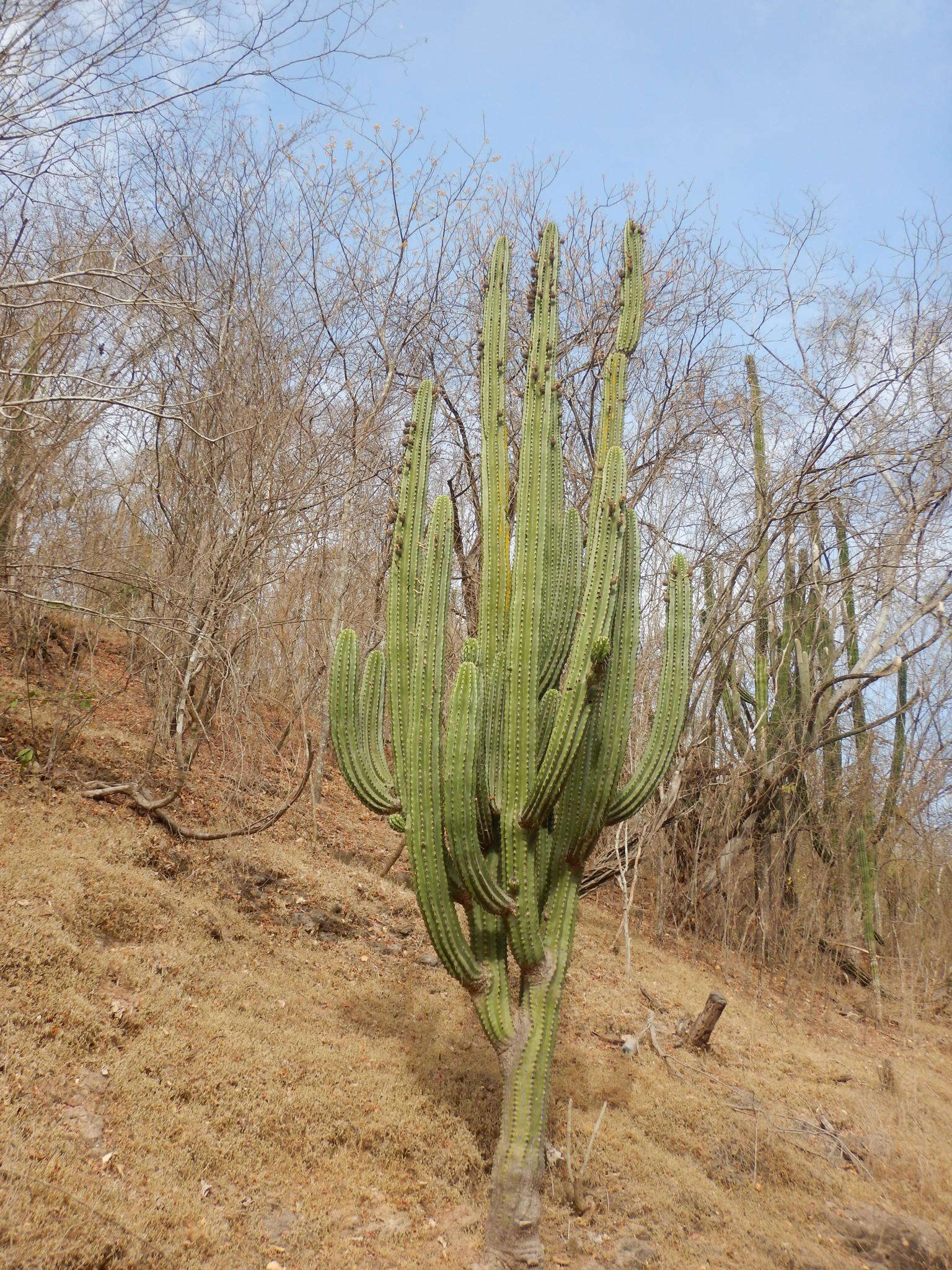 Stenocereus martinezii (J. G. Ortega) Buxb.的圖片