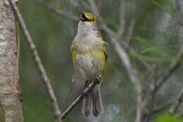 Image of Vireo griseus bermudianus Bangs & Bradlee 1901