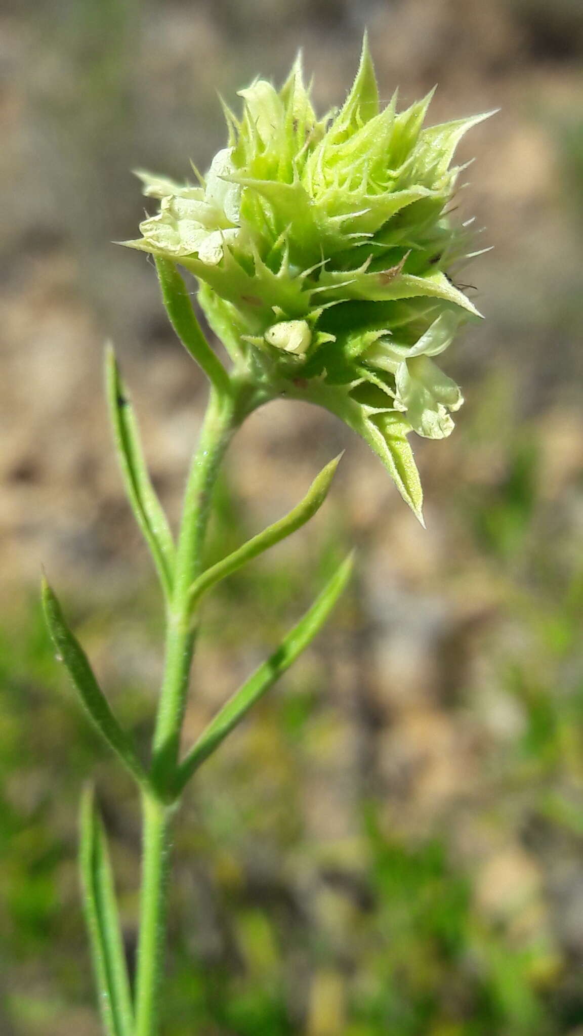 Image of Sideritis pungens Benth.