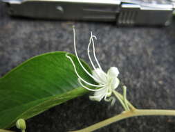 Image of Capparis quiniflora DC.