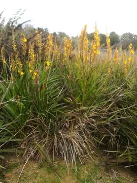 Image of Wachendorfia thyrsiflora Burm.