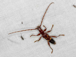Image of Coptocercus abberrans (Newman 1840)