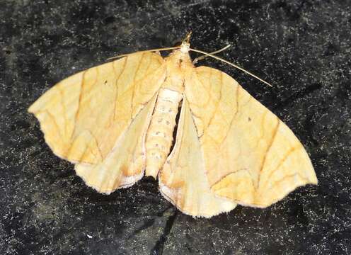 Image of Lesser Grapevine Looper Moth