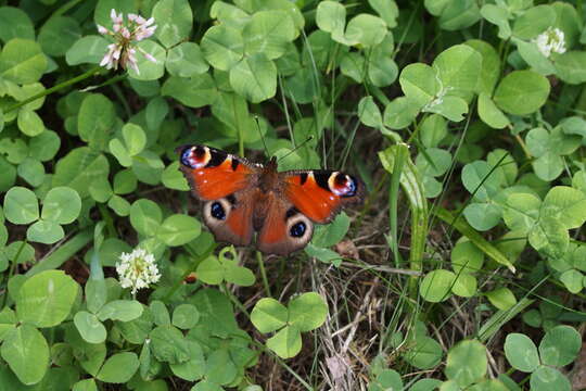 Imagem de Aglais io geisha (Stichel 1908)