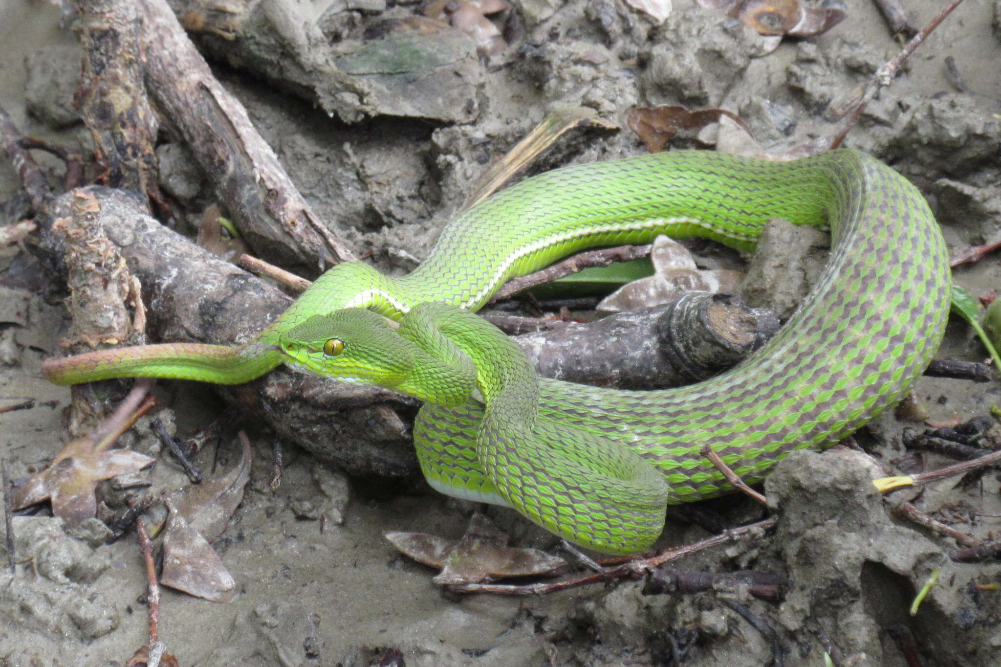 Image of Redtail (bamboo) Pit Viper