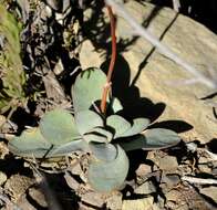 Image of Crassula nudicaulis var. platyphylla (Harv.) Tölken