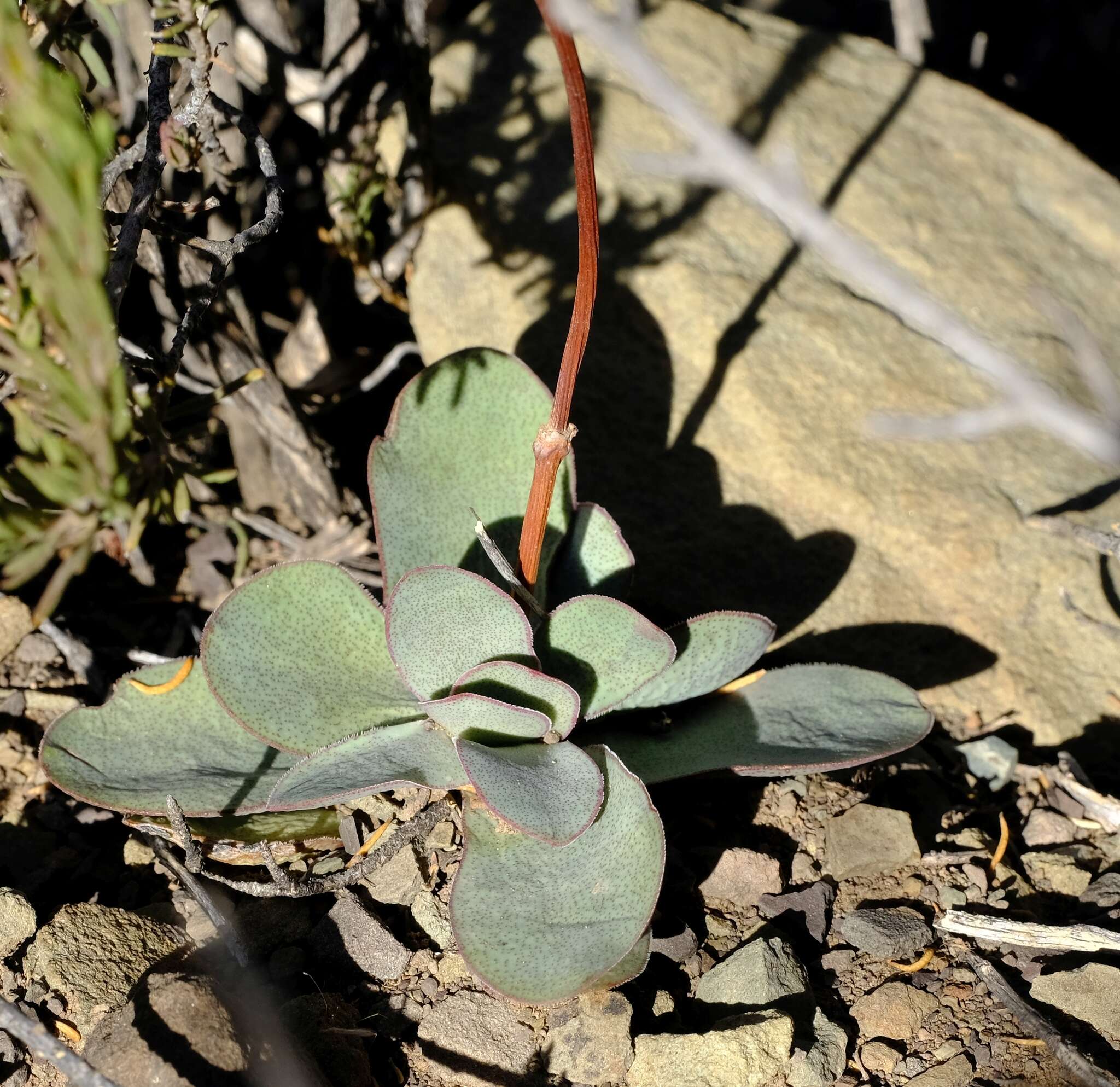 Image of Crassula nudicaulis var. platyphylla (Harv.) Tölken