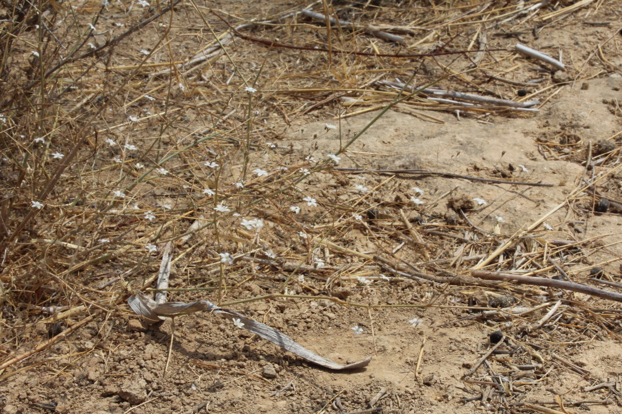 Слика од Gypsophila capillaris (Forsk.) C. Chr.