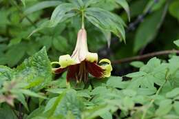 Image of Lilium nepalense D. Don