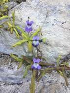 Image of Pinguicula longifolia DC.