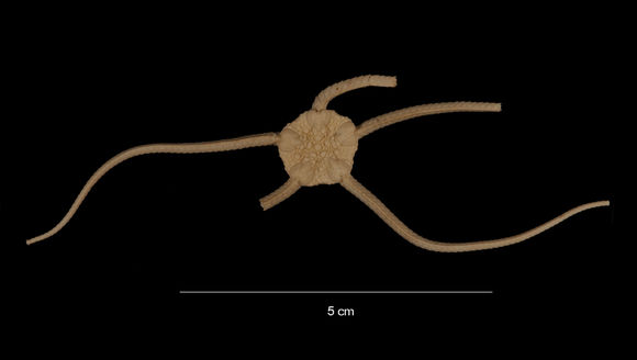 Image of <i>Ophiura</i> (<i>Ophiuroglypha</i>) <i>carinifera</i> (Koehler 1901)