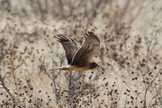 Image of Northern Harrier