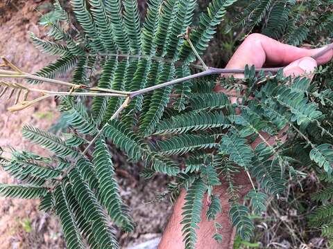 Sivun Acacia glaucocarpa Maiden & Blakely kuva