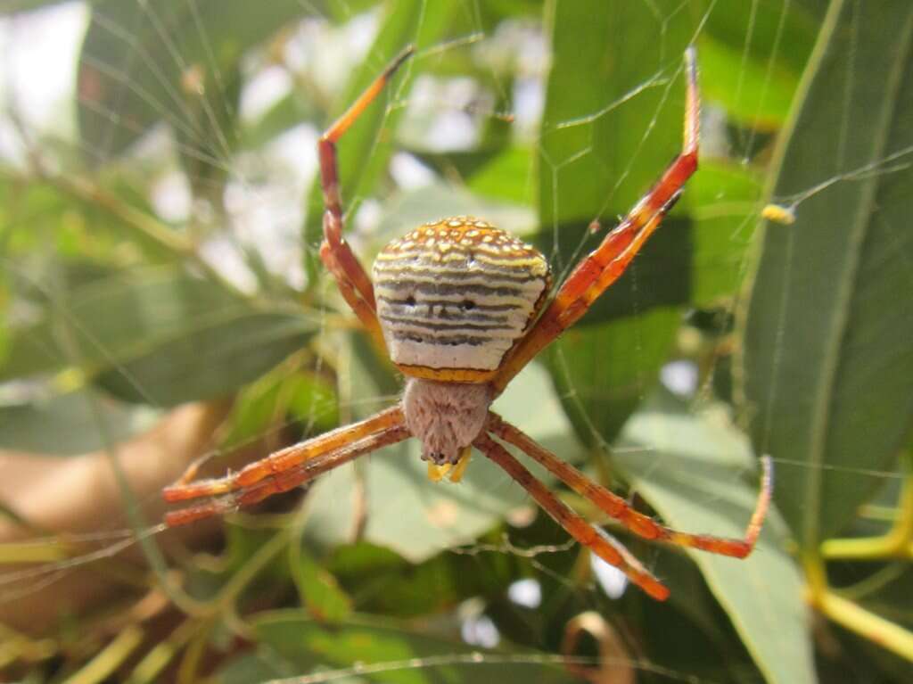 Image of Argiope kochi Levi 1983