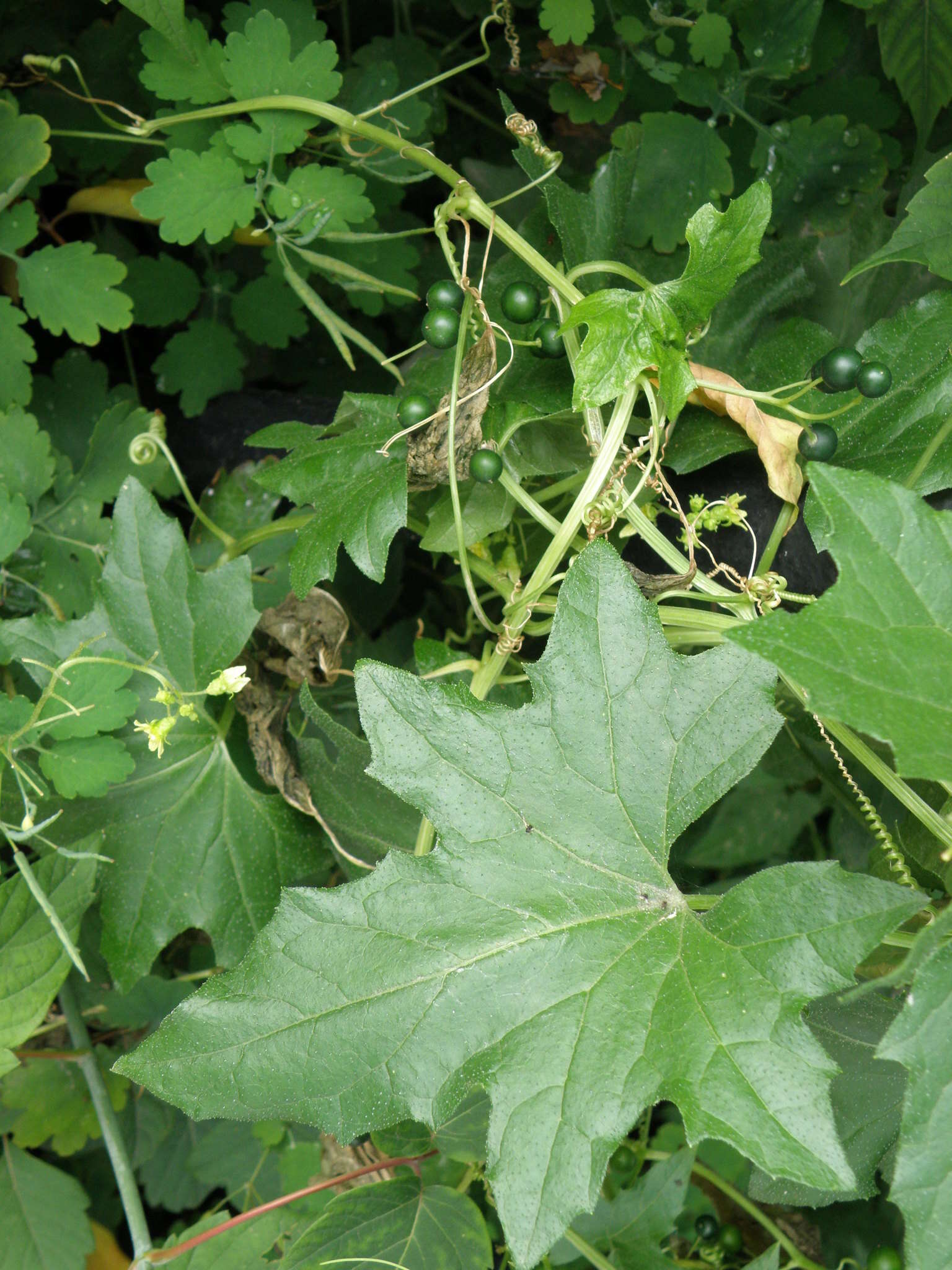 Image of white bryony