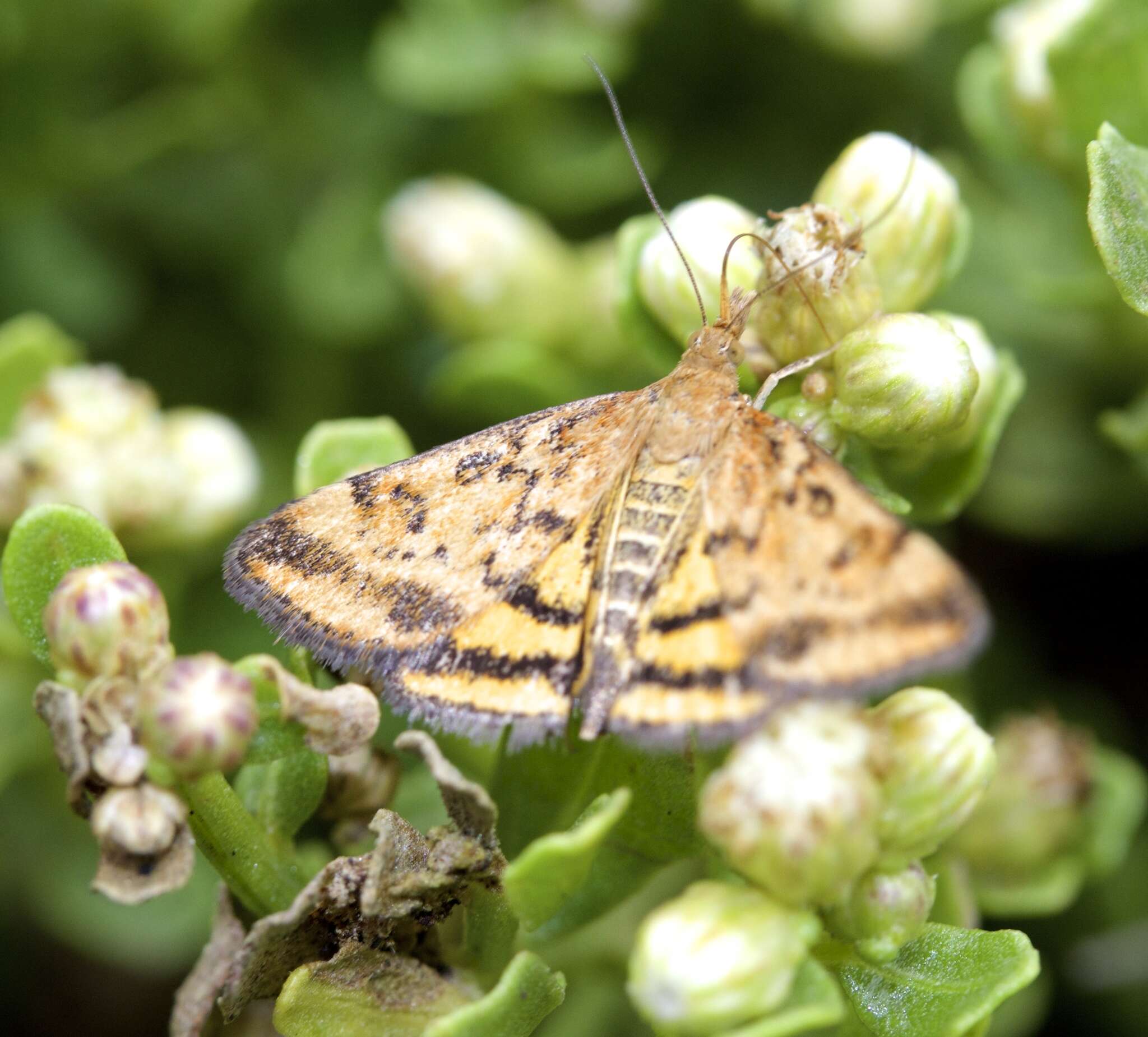 Image of Pyrausta subsequalis Guenée 1854