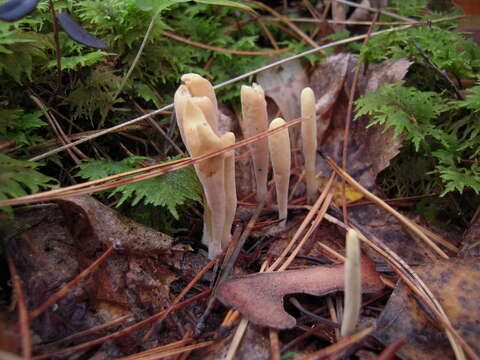 صورة Clavariadelphus ligula (Schaeff.) Donk 1933