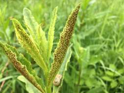 Imagem de Puccinia punctiformis (F. Strauss) Röhl. 1813