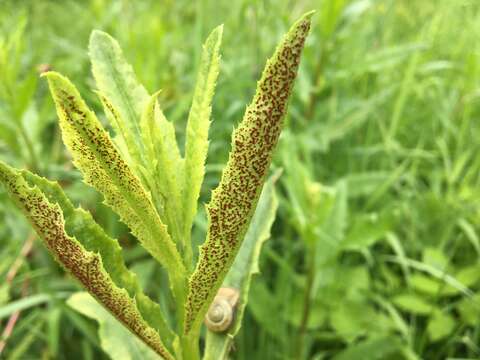 Image of Puccinia punctiformis (F. Strauss) Röhl. 1813