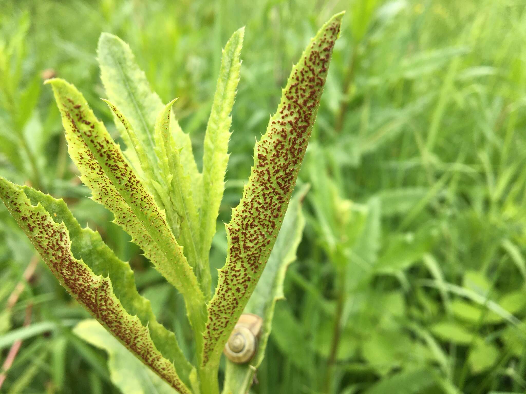 Imagem de Puccinia punctiformis (F. Strauss) Röhl. 1813