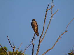 Image of Eleonora's Falcon