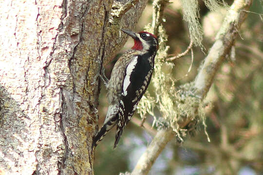 Plancia ëd Sphyrapicus nuchalis Baird & SF 1858