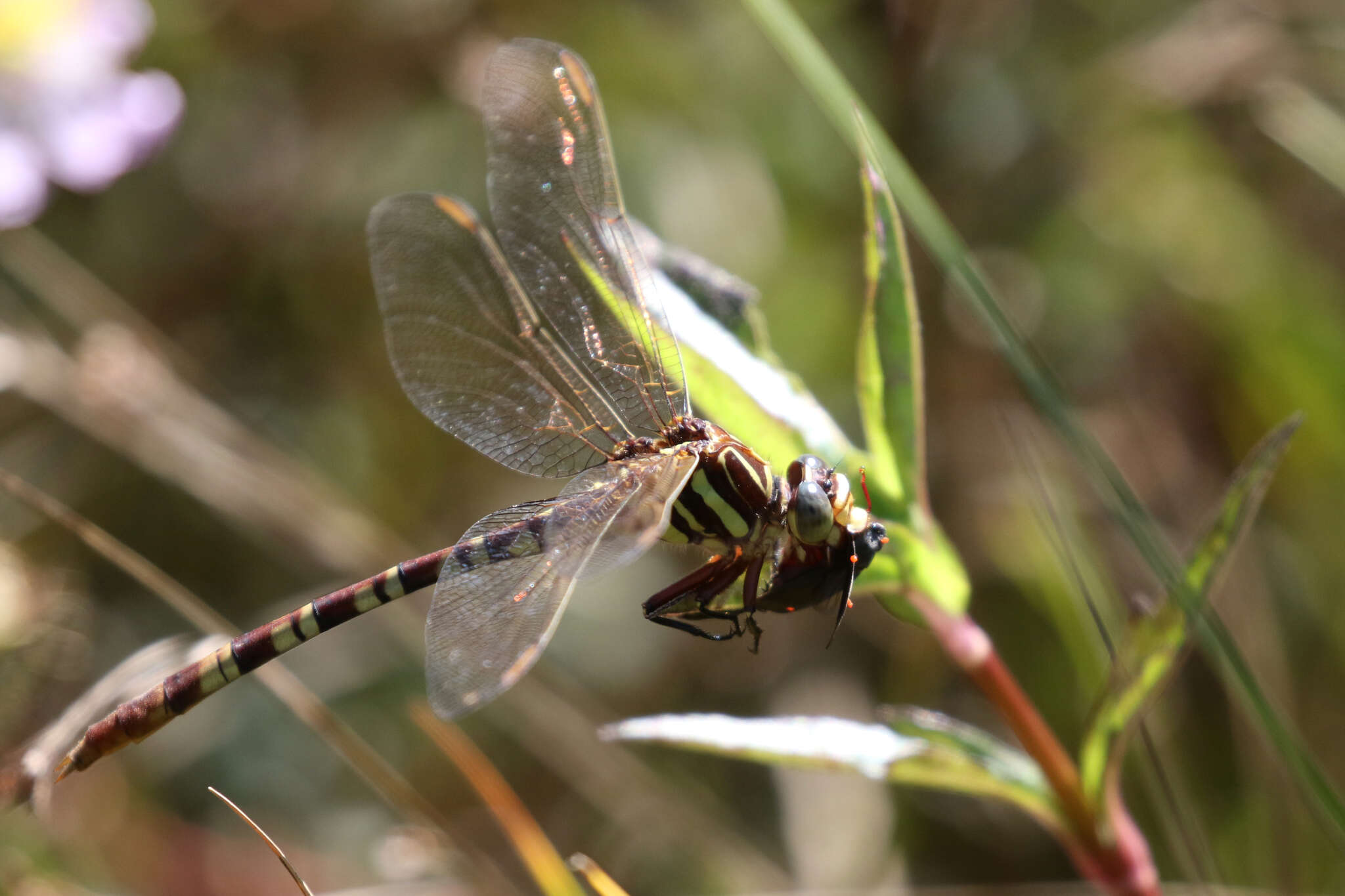 Image of Aphylla theodorina (Navás 1933)