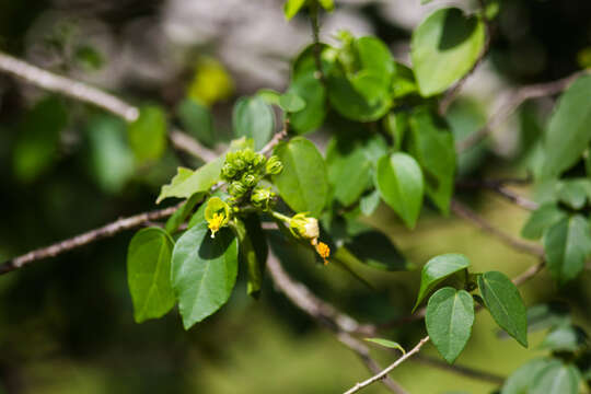 Image de Pavonia paludicola Nicolson ex P. A. Fryxell