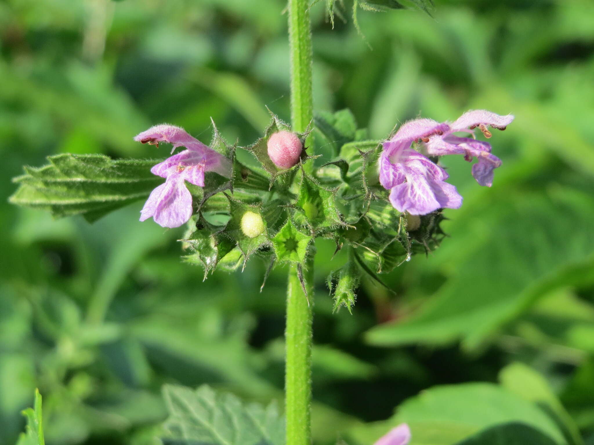 Image of black horehound