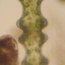 Image of Pleurotaenium nodosum