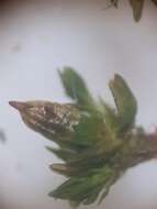 Image of <i>Orthotrichum schimperi</i>