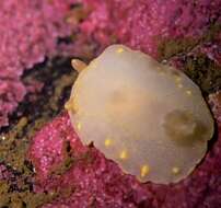 Image of white Atlantic cadlina