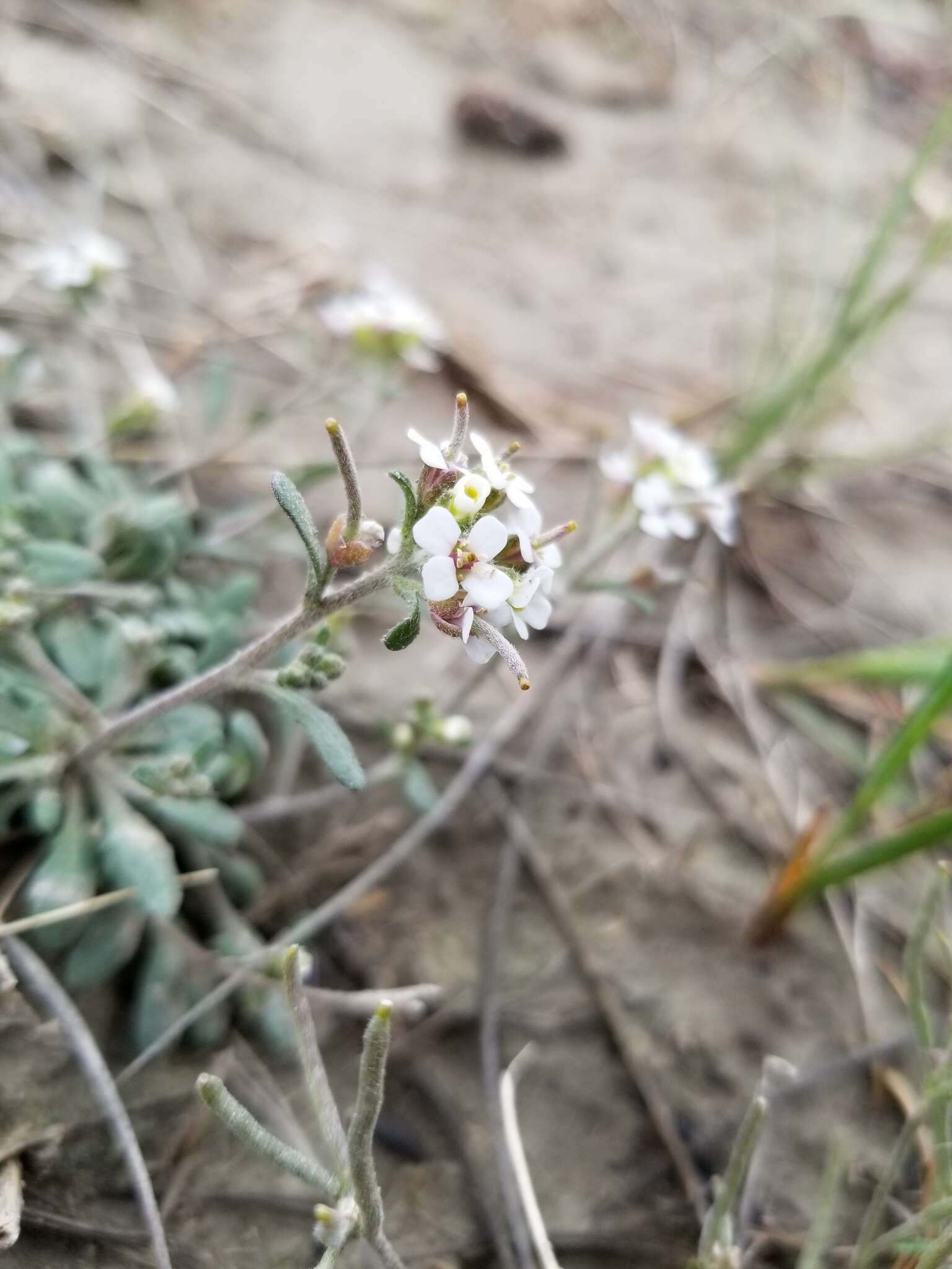 Imagem de Braya humilis subsp. humilis