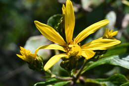 Image of Dendroviguiera eriophora (Greenm.) E. E. Schill. & Panero