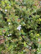 Image of Boronia citriodora subsp. citriodora