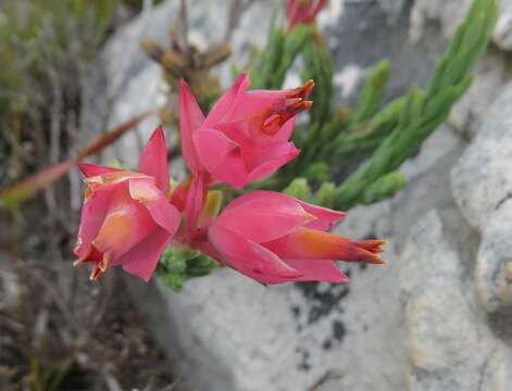 Image of Erica alfredii Guthrie & Bolus