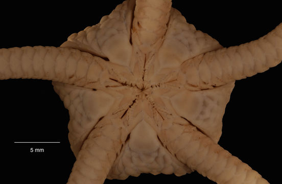 Image of <i>Ophiura</i> (<i>Ophiuroglypha</i>) <i>carinifera</i> (Koehler 1901)