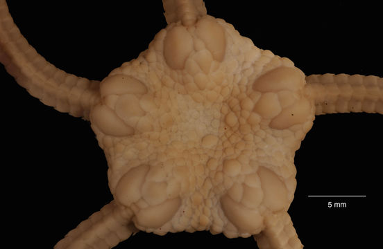 Image of <i>Ophiura</i> (<i>Ophiuroglypha</i>) <i>carinifera</i> (Koehler 1901)
