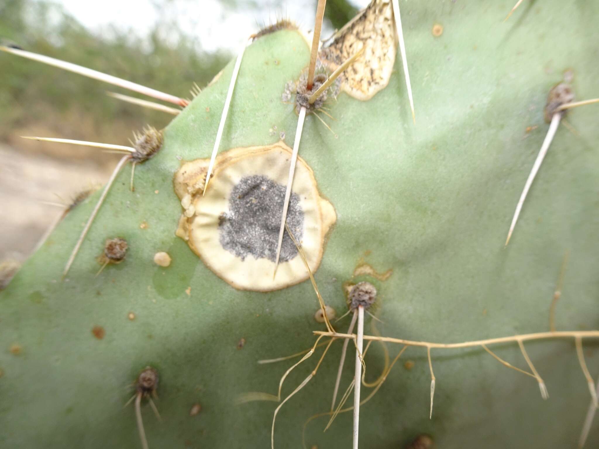 Image of Phyllosticta concava Seaver 1922