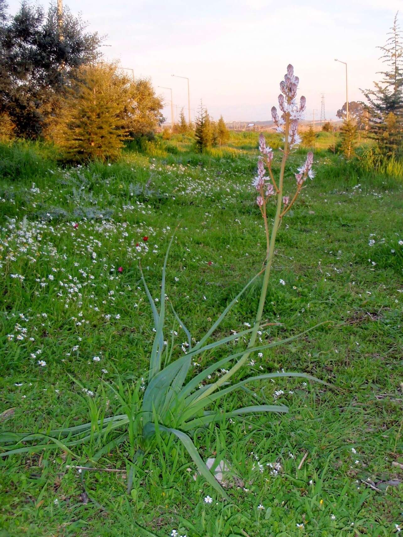 Sivun Asphodelus ramosus subsp. ramosus kuva