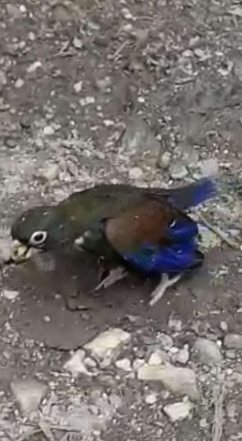 Image of Bronze-winged Parrot