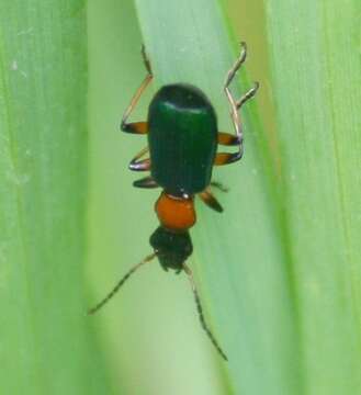 Image of Calleida (Calleida) punctata Le Conte 1846