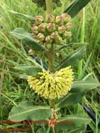 Image of pineland milkweed