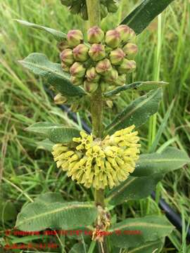 Image of pineland milkweed