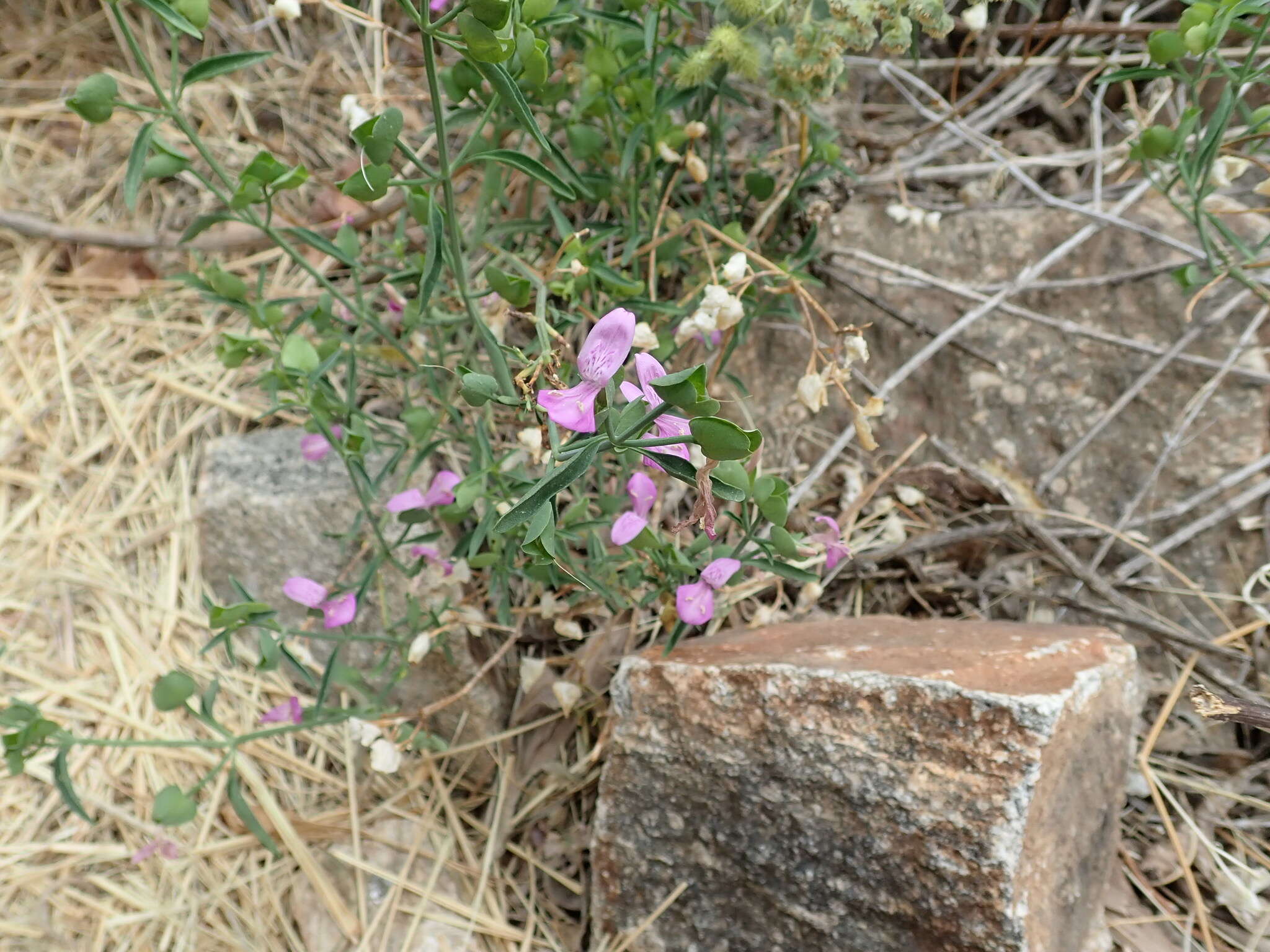 Image of Arizona foldwing