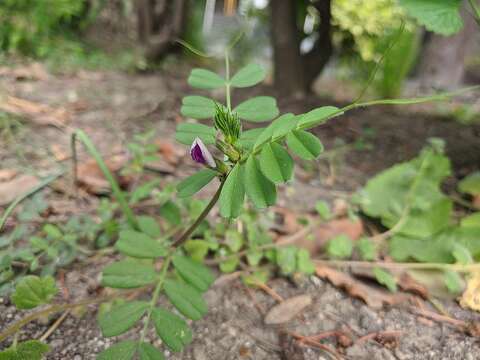 Image of Vicia sativa subsp. cordata (Hoppe) Asch. & Graebn.