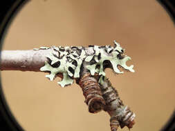 Image of sinuous hypotrachyna lichen