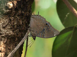 Charaxes bohemani Felder & Felder 1859的圖片