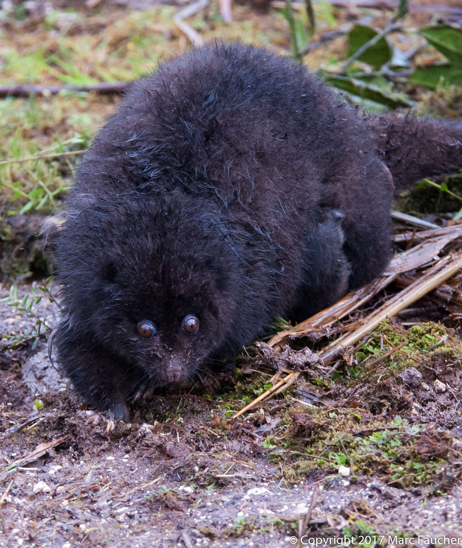 Image of Silky Cuscus